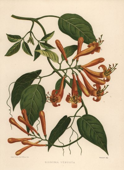 Flamevine or Orange Trumpetvine, Pyrostegia Venusta by Unknown